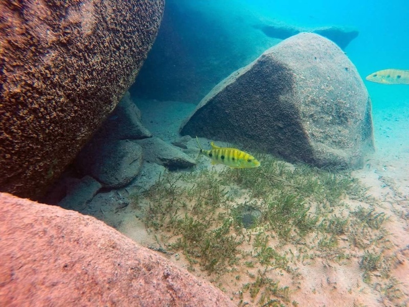 Boulengerochromis microlepis 'Mabilibili Bay'
